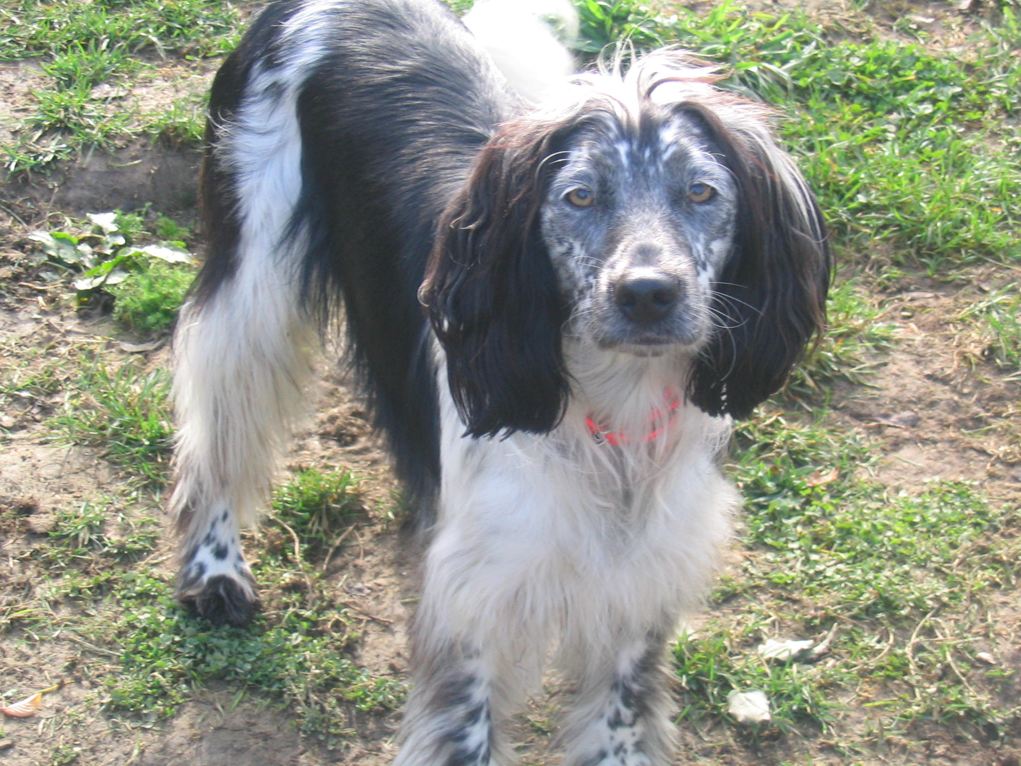 Josy (Border Collie, Cocker Spaniel) Border Collie Cocker Spaniel 